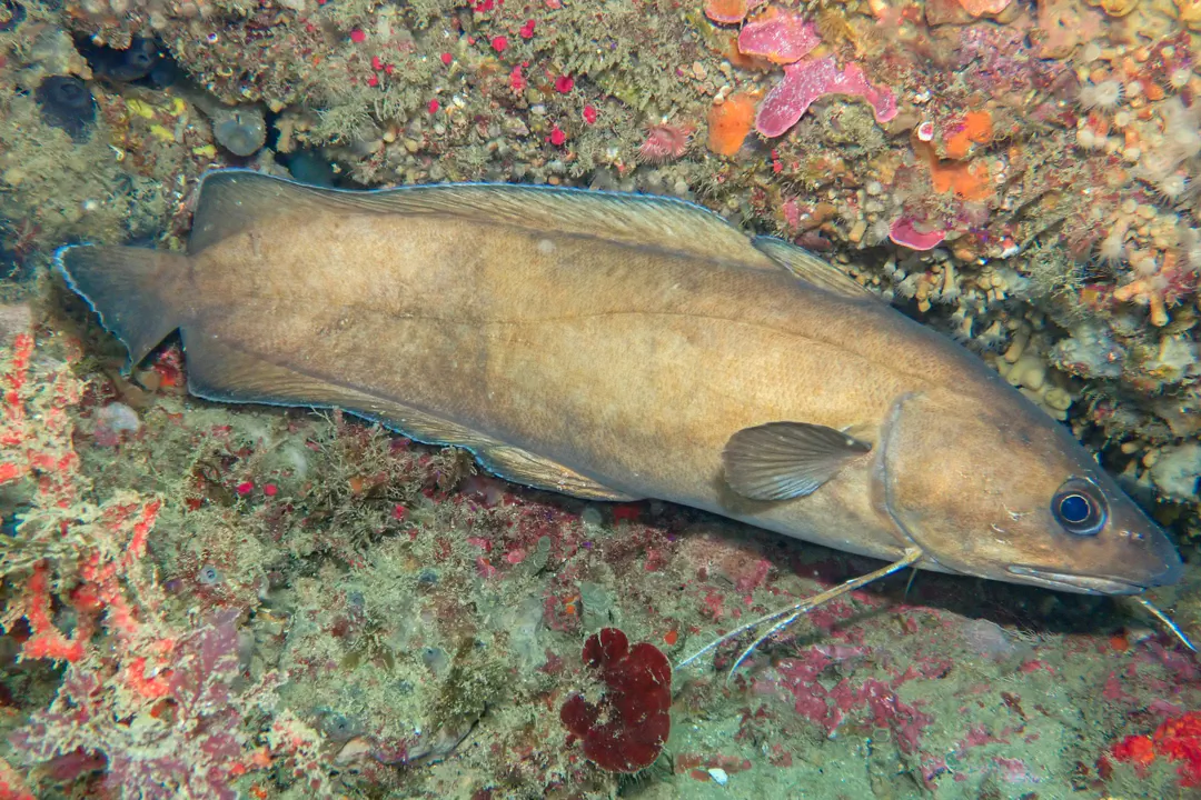Forkbeard (Phycis phycis)