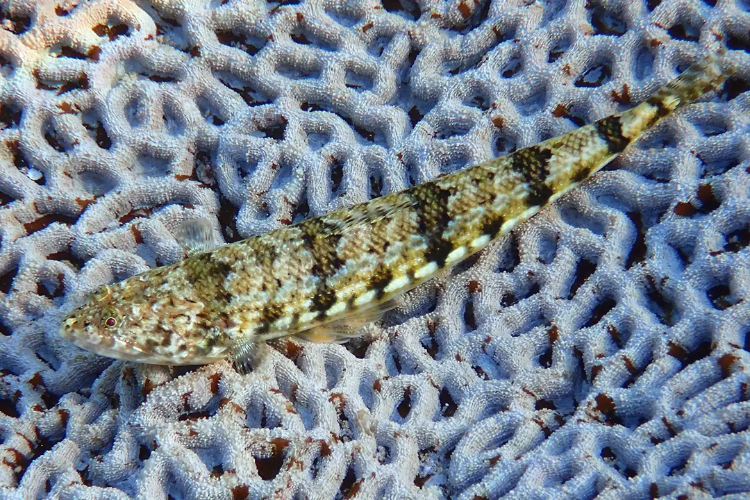 Bluestripe Lizardfish (Synodus dermatogenys)
