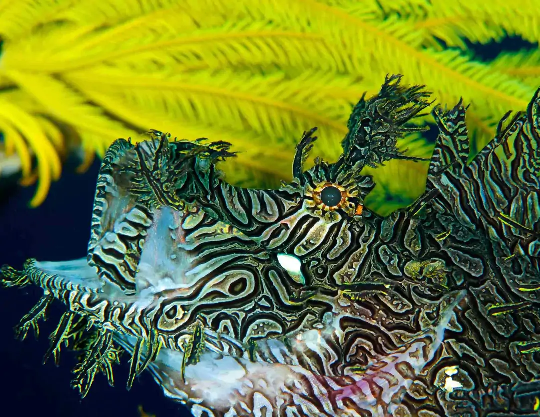 Seabook: Lacey Scorpionfish