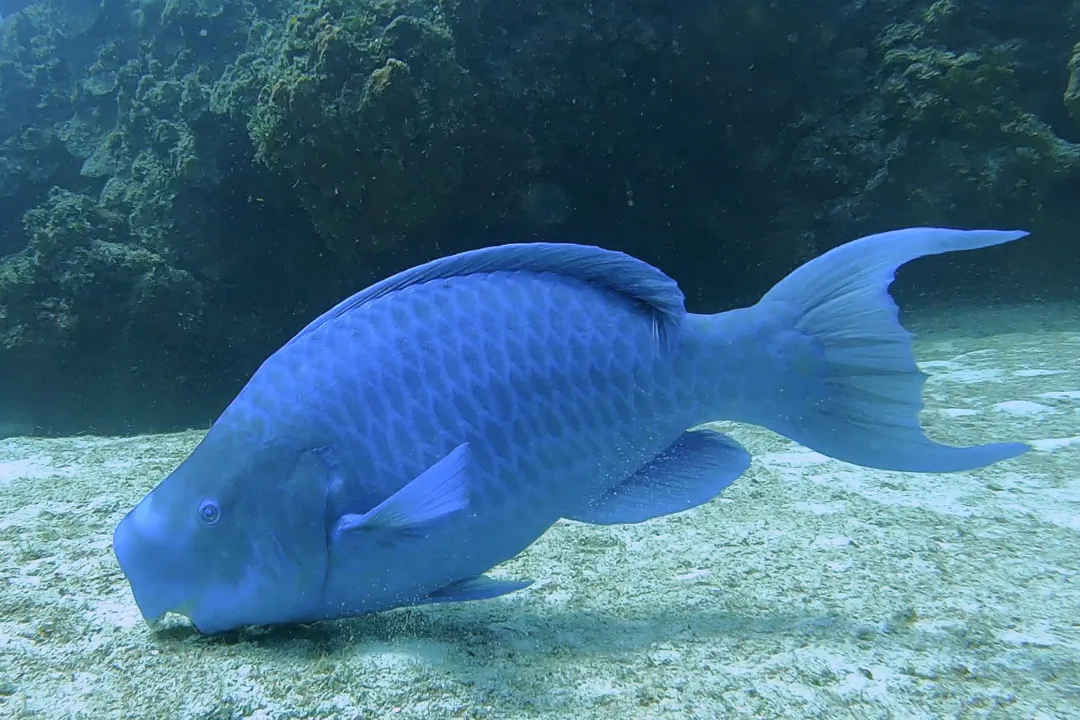 Blue Parrotfish