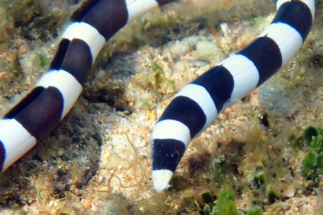 Banded Snake Eel