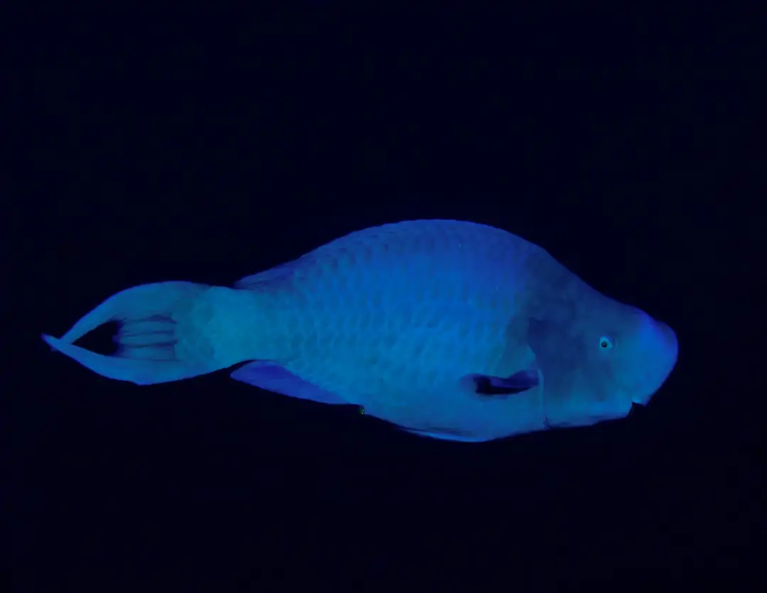 Seabook: Blue Parrotfish