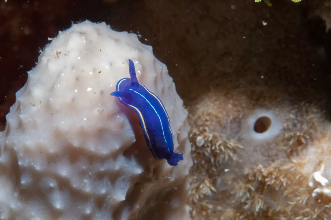 Felimare Orsinii (Felimare orsinii)