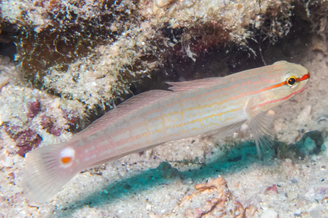 Crosshatch Goby
