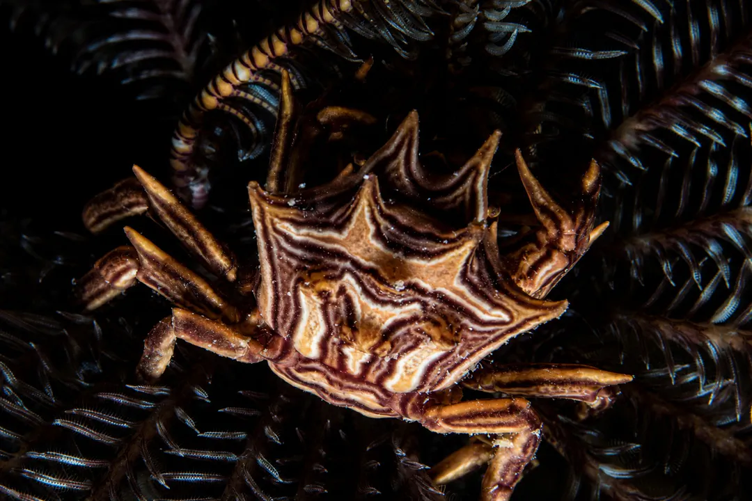 Thorny Crinoid Crab