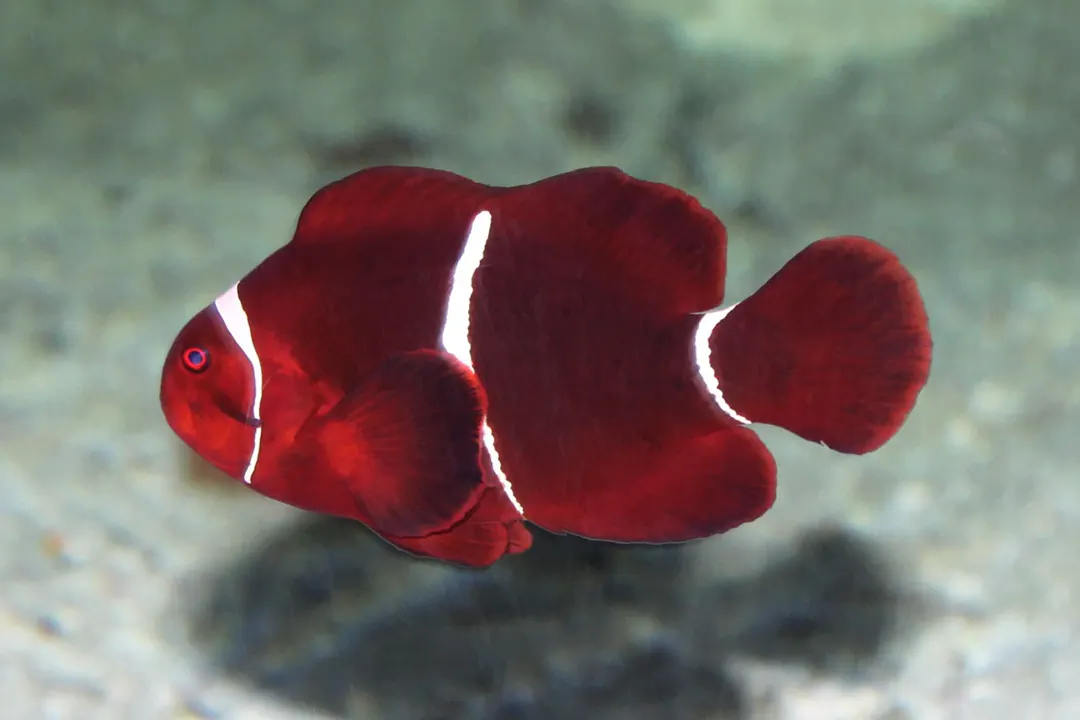 Spine-cheek anemonefish (Amphiprion biaculeatus)