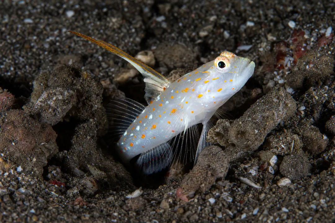 Tangaroa Shrimpgoby (Ctenogobiops tangaroai)