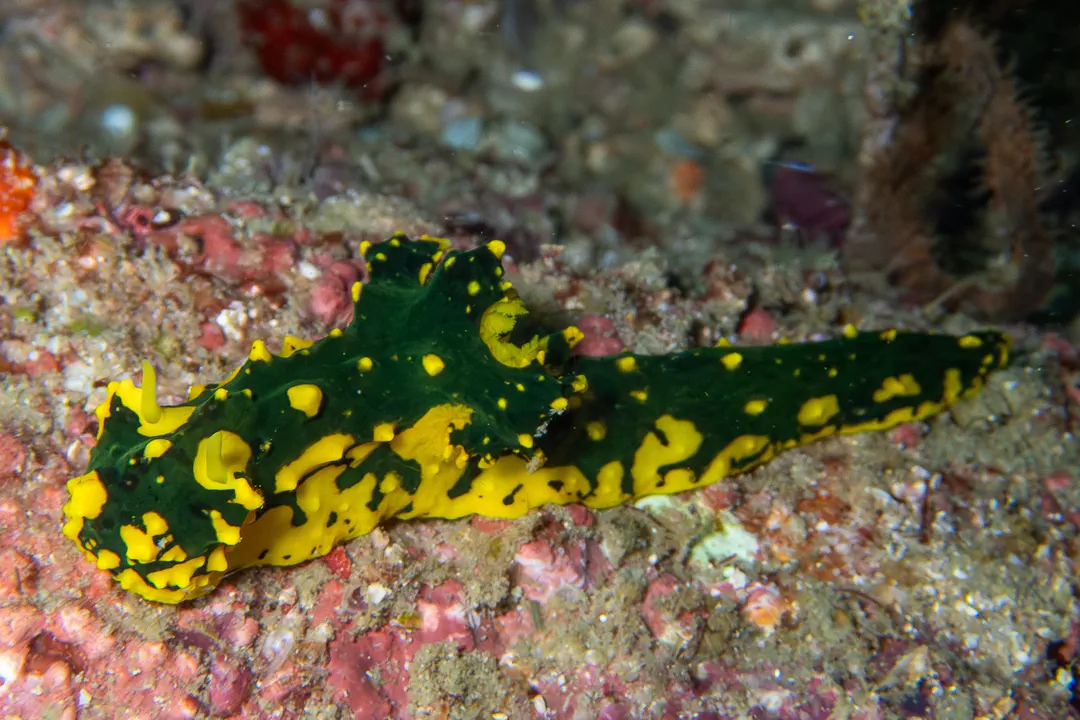 Gardiner's Banana Nudibranch