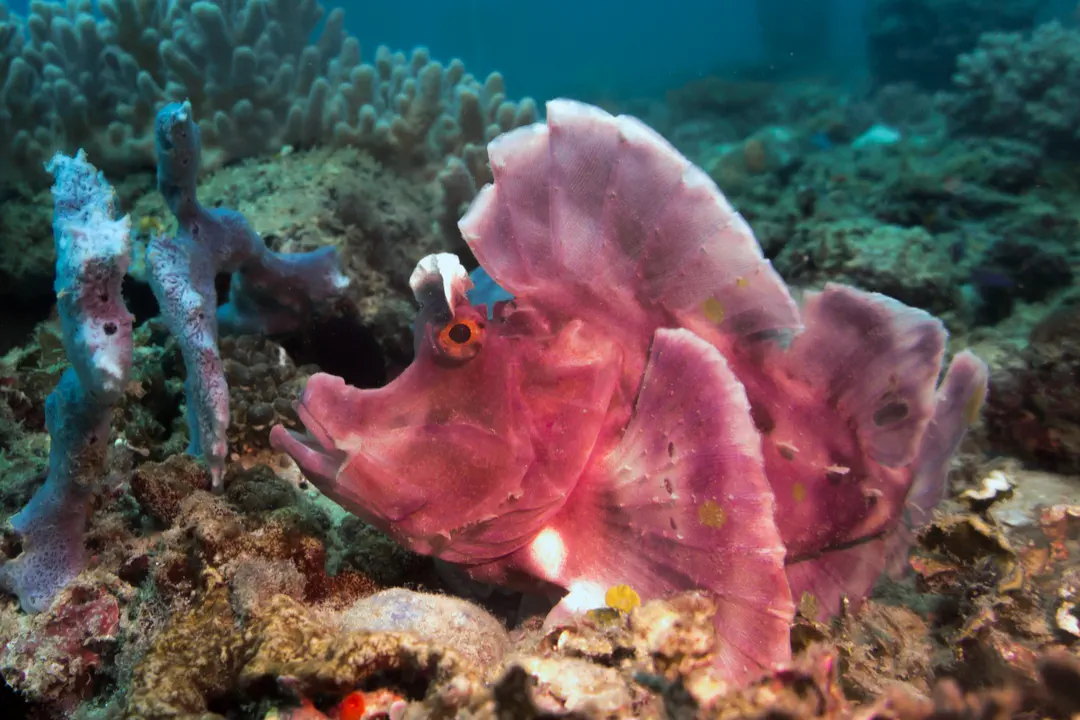 Paddle-flap Scorpionfish (Rhinopias eschmeyeri)