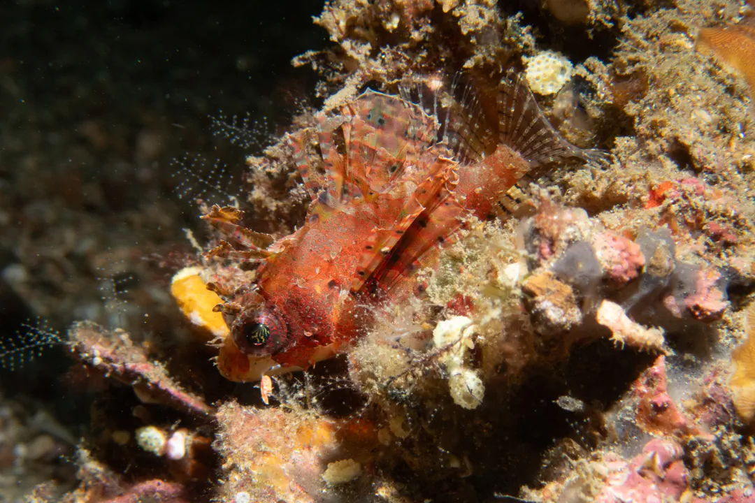 Dwarf Lionfish (juvenile)