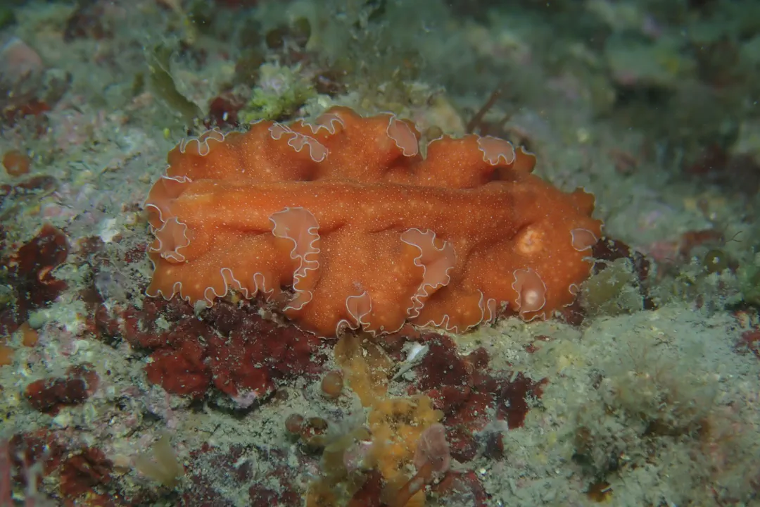 Mediterranean Orange Polyclad Worm (Yungia aurantiaca)
