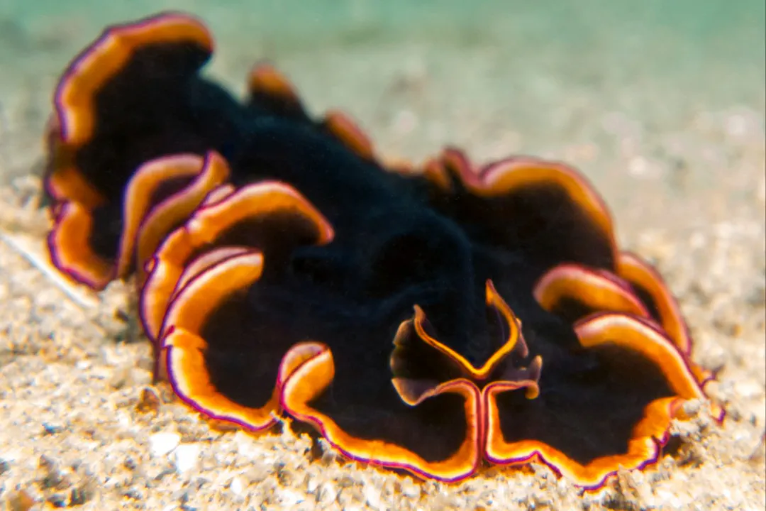 Glorious Flatworm