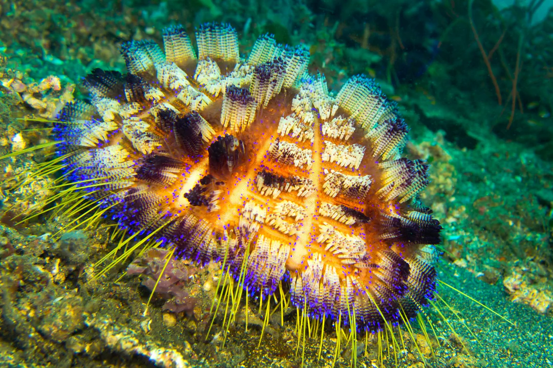 Magnificent Fire Urchin (Asthenosoma ijimai)