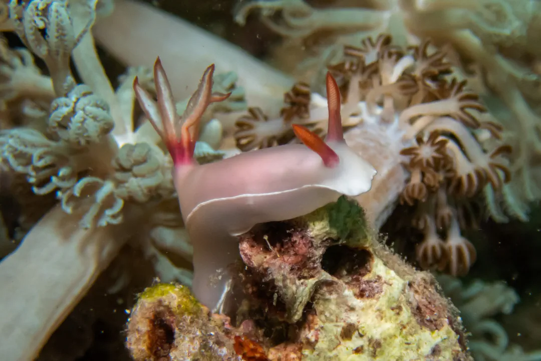 Bullock's Hypselodoris (pale) (Hypselodoris bullockii)
