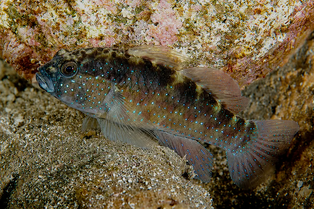 Bluedot Goby
