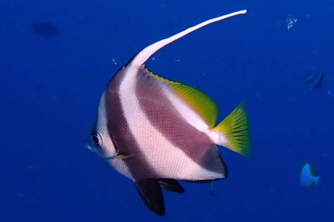 Schooling Bannerfish