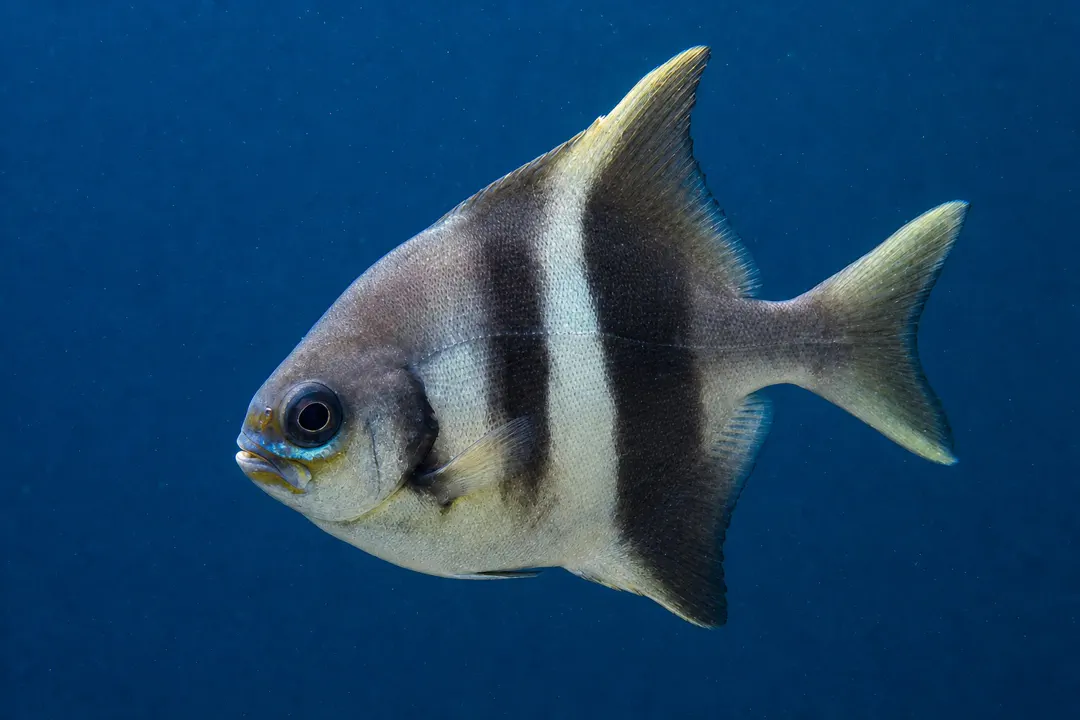 Banded Sweep (Scorpis georgiana)