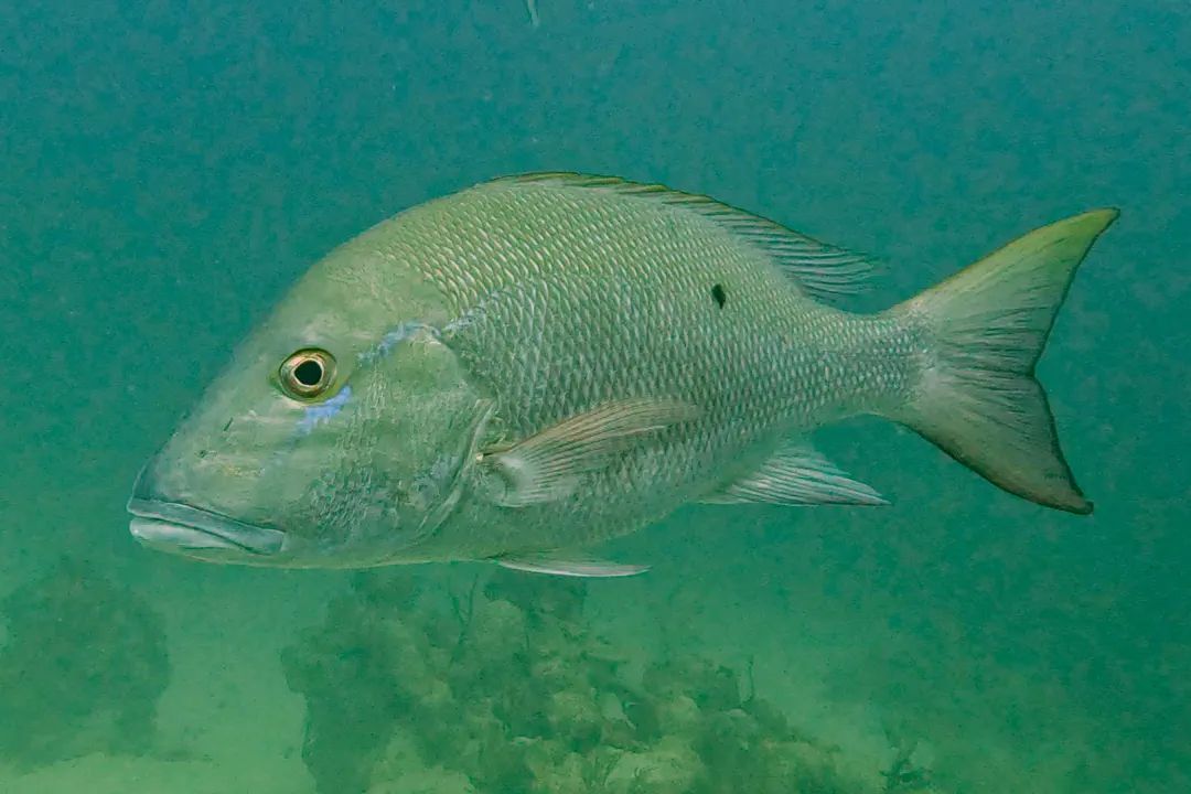 Mutton Snapper (Lutjanus analis)