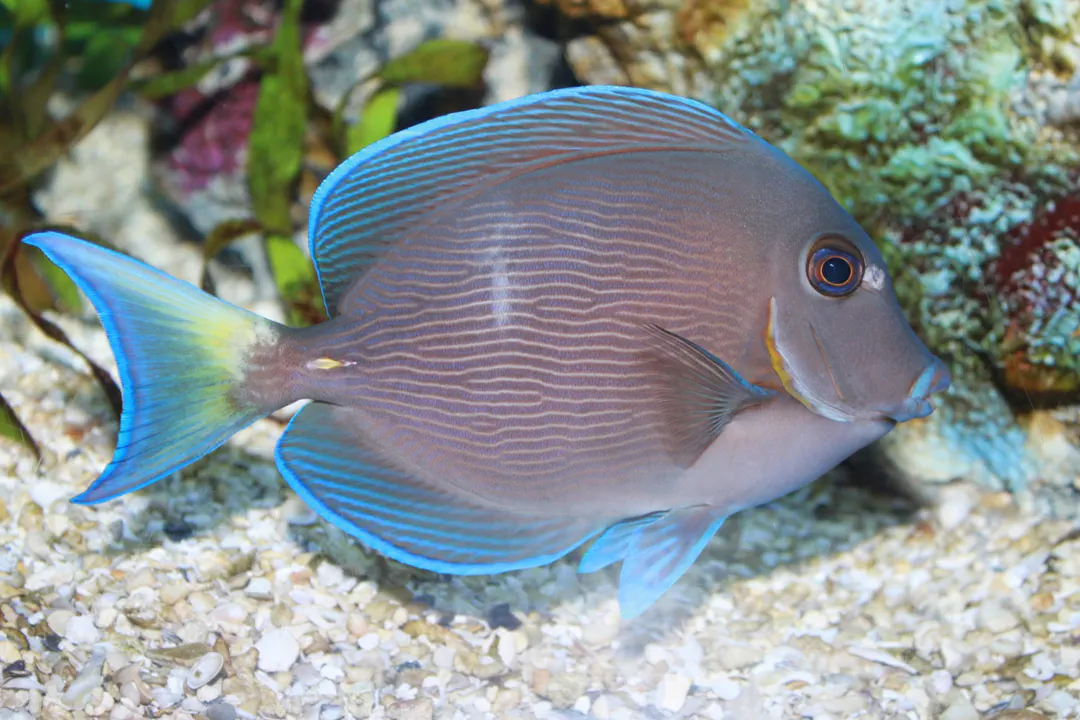 Atlantic Blue Tang
