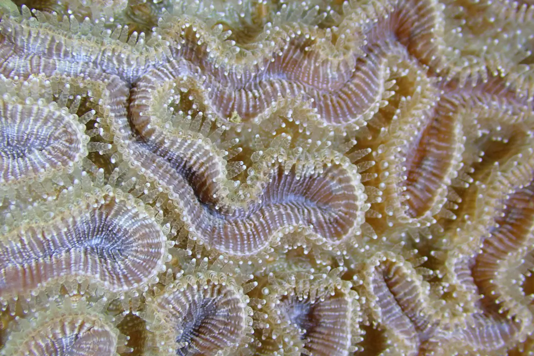 Grooved Brain Coral