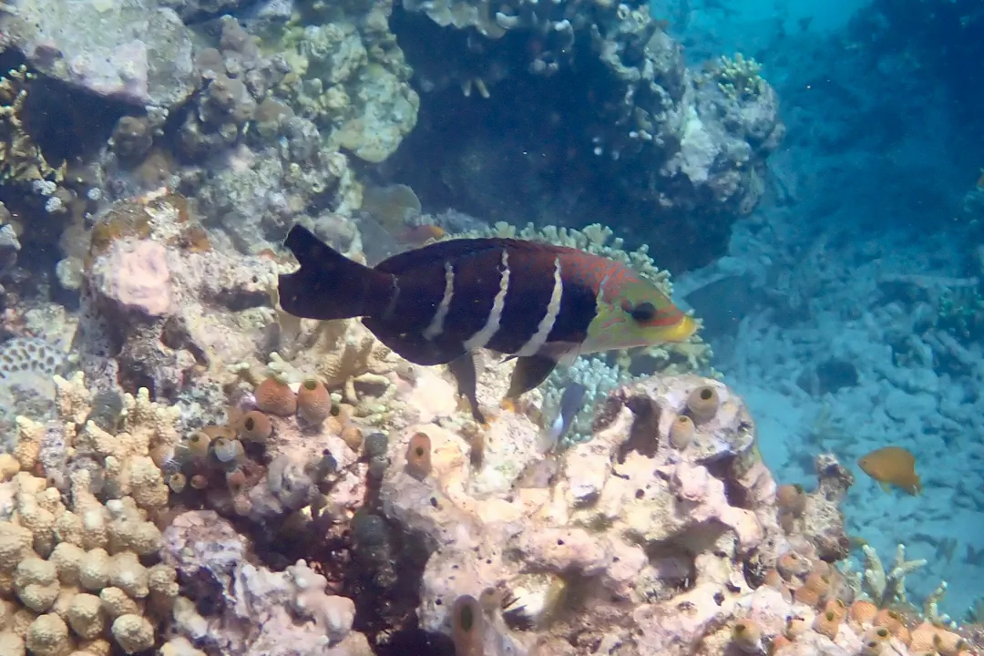 Barred Thicklip (female)