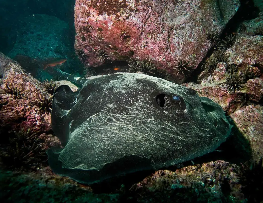 Seabook: Diamond Stingray