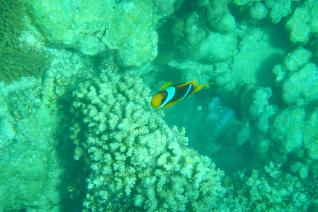 Red Sea Anemonefish
