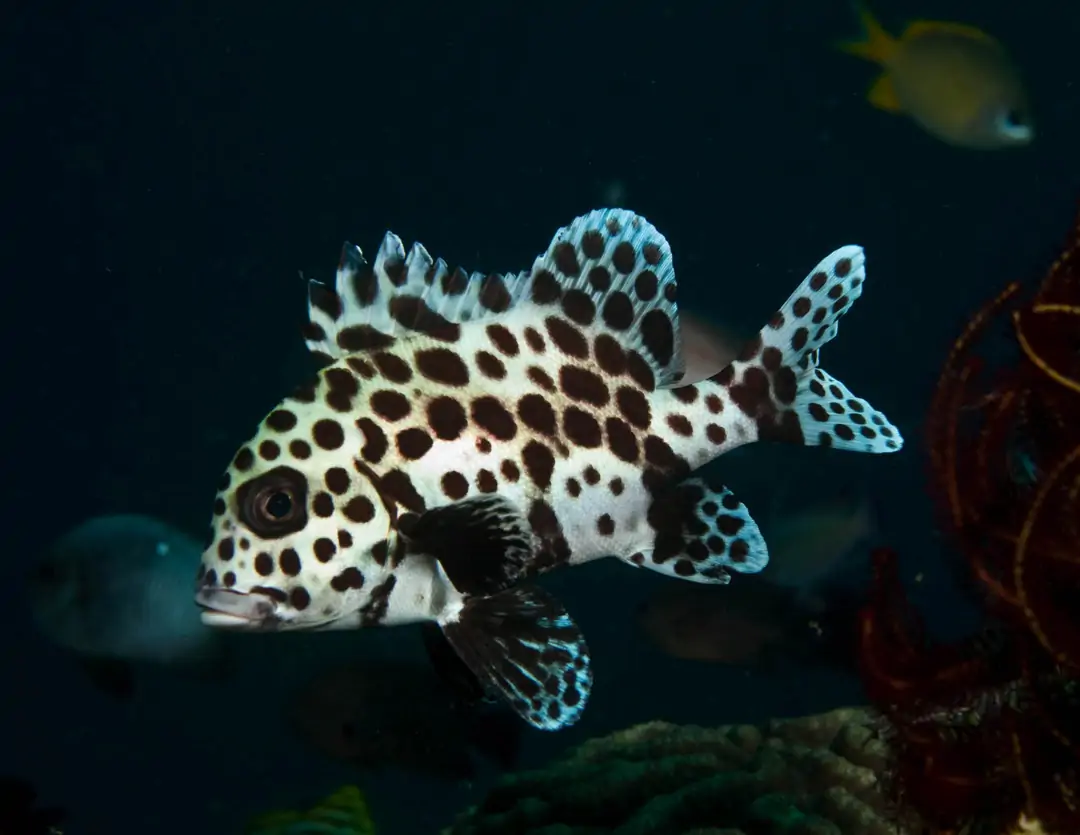 Seabook: Harlequin Sweetlips (teen)