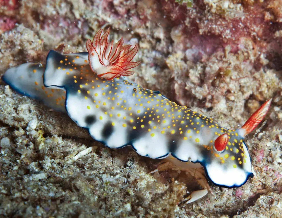Seabook: Painted Hypselodoris (pale)