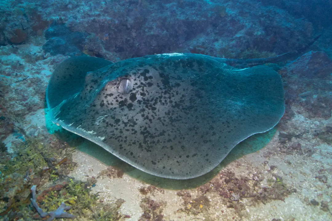 Blotched Fantail Ray