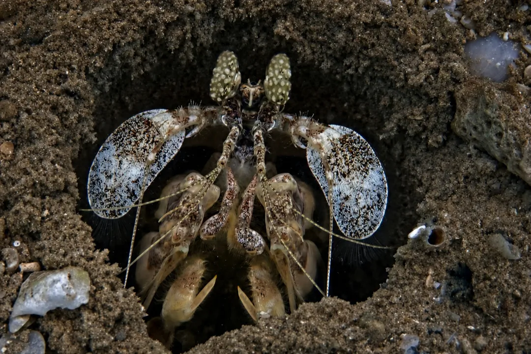 Zebra Mantis Shrimp