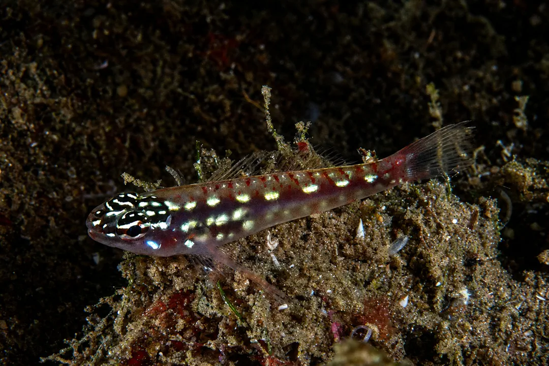 Eviota sp (Eviota sp)