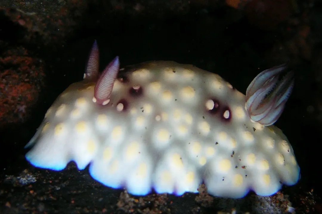 Bus Stop Nudibranch (Goniobranchus hintuanensis)
