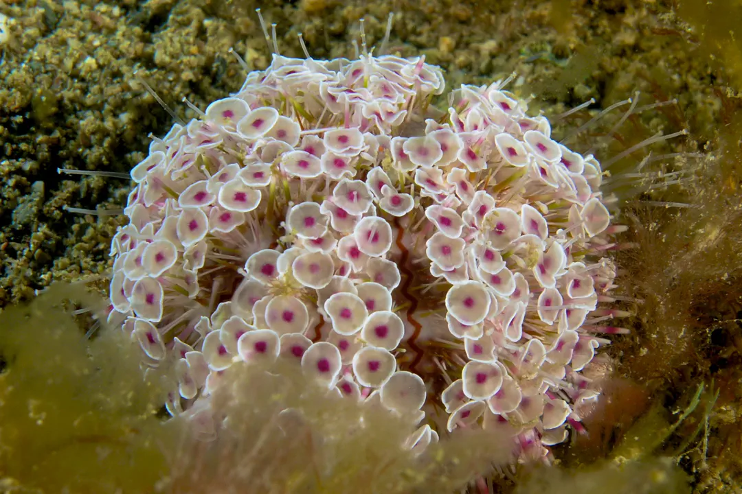 Flower Urchin