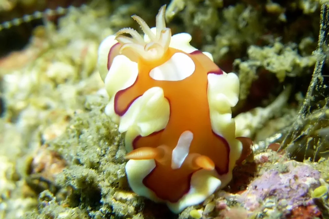 Small Durvilledoris (Mexichromis pusilla)