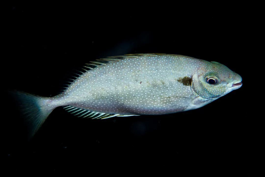 White-spotted Rabbitfish (Siganus canaliculatus)