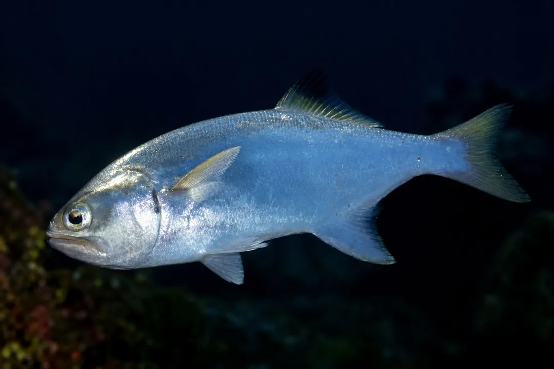 Spotfin Beach Salmon (Leptobrama muelleri)
