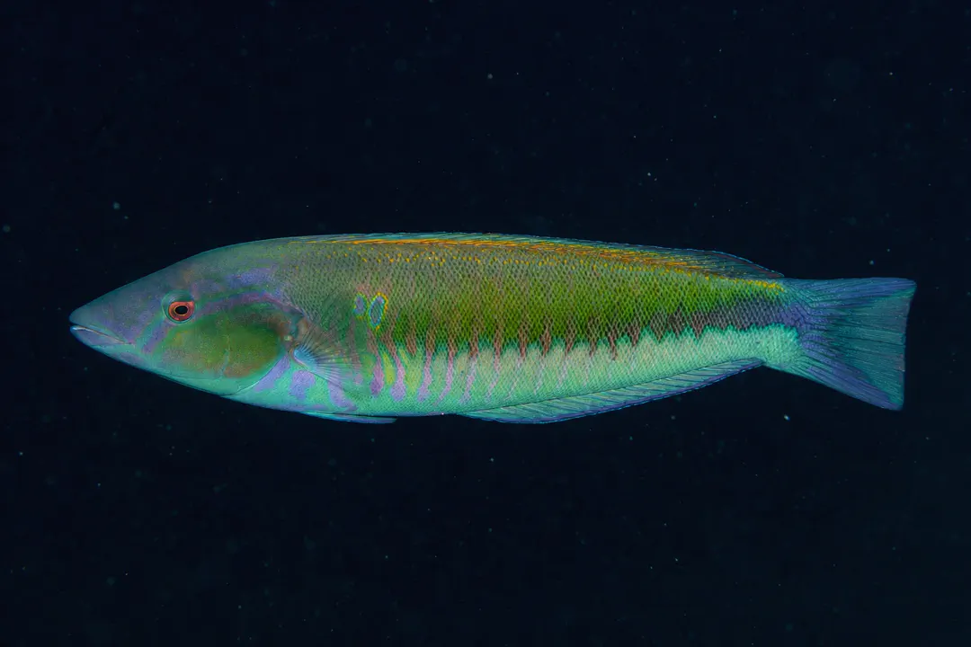 Pale Slender Wrasse (Hologymnosus longipes)