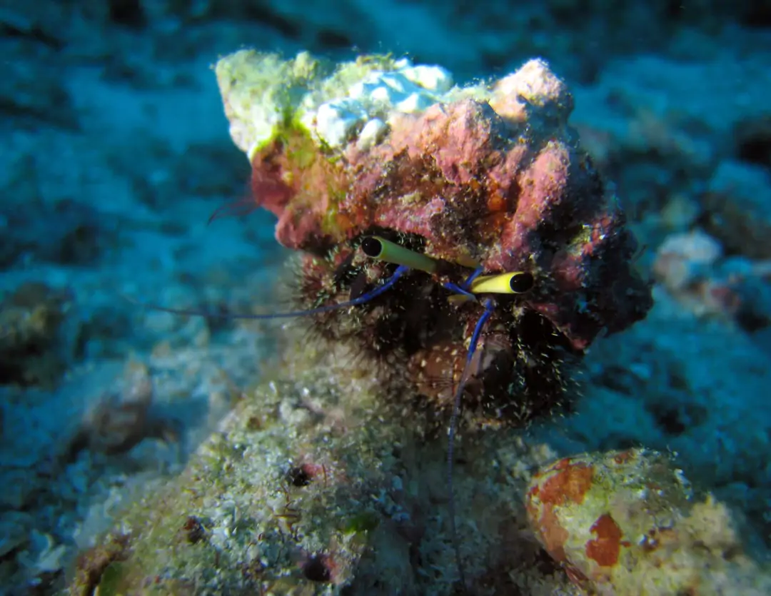 Seabook: Hairy Red Hermit Crab