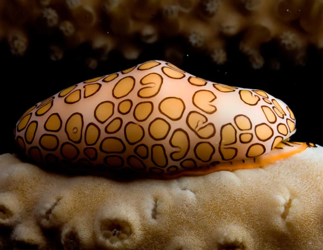 Seabook: Flamingo Tongue Snail