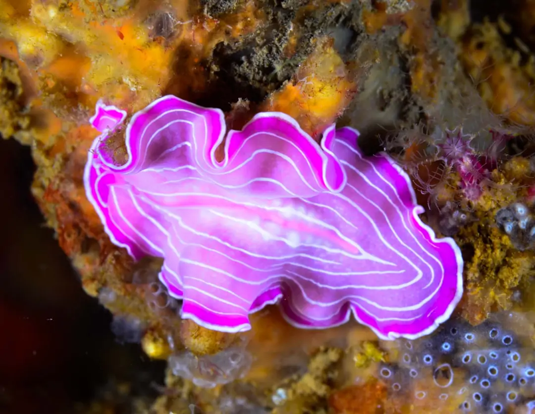 Seabook: Pink Flatworm