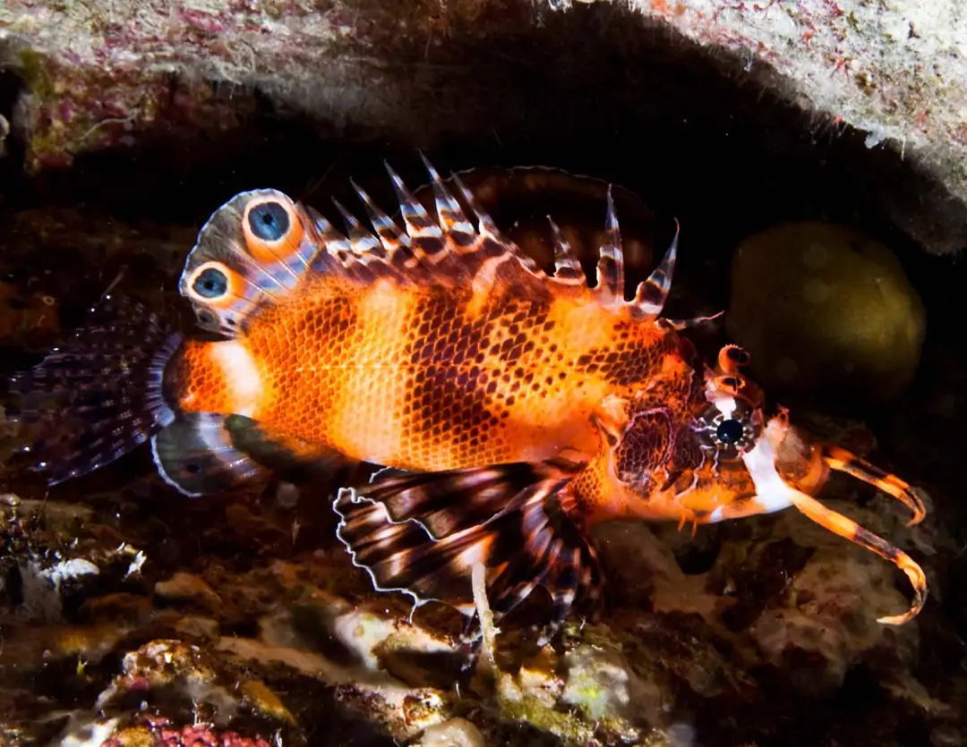 Seabook: Twinspot Lionfish (juvenile)