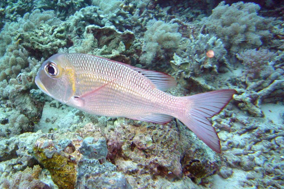 Humpnose Bigeye Bream