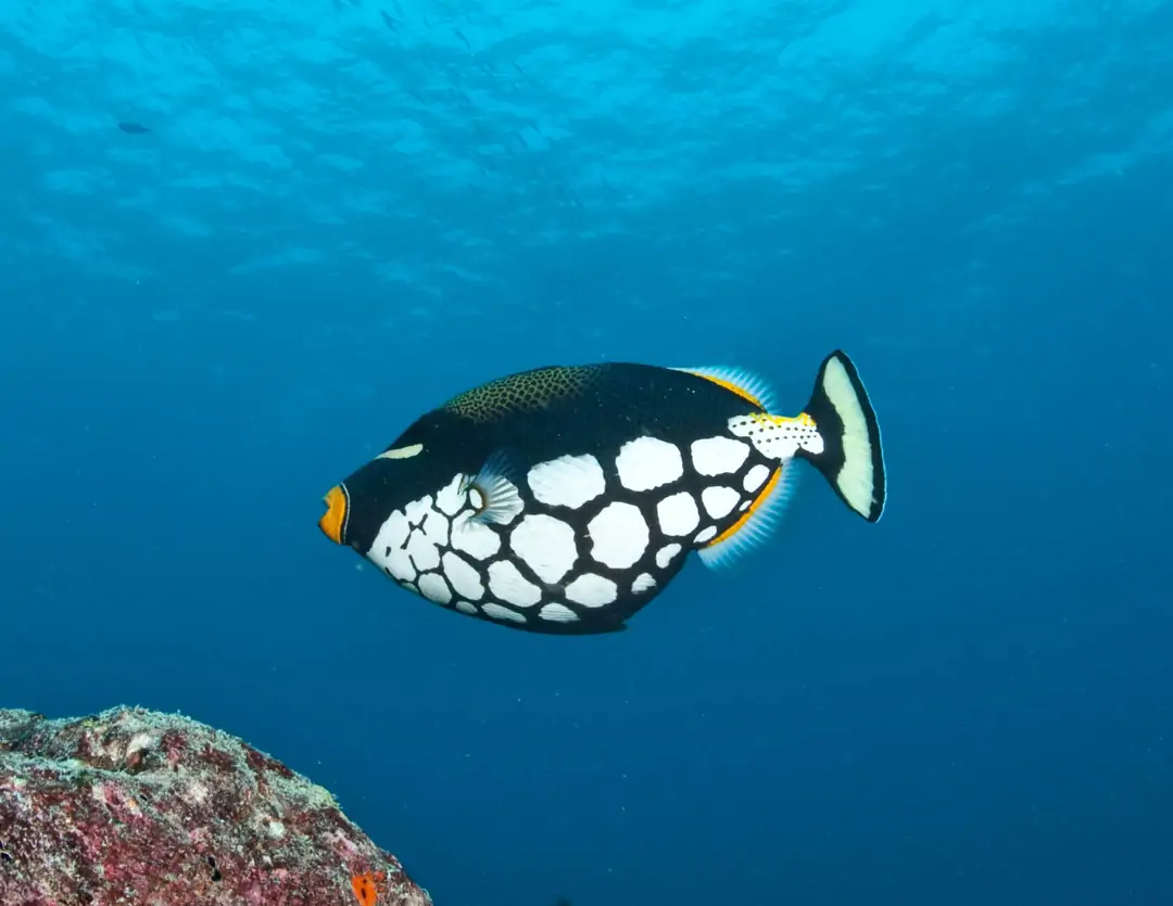 Seabook: Clown Triggerfish