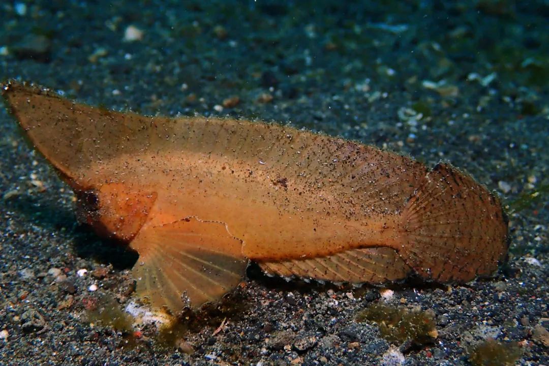 Cockatoo Waspfish (Ablabys taenianotus)