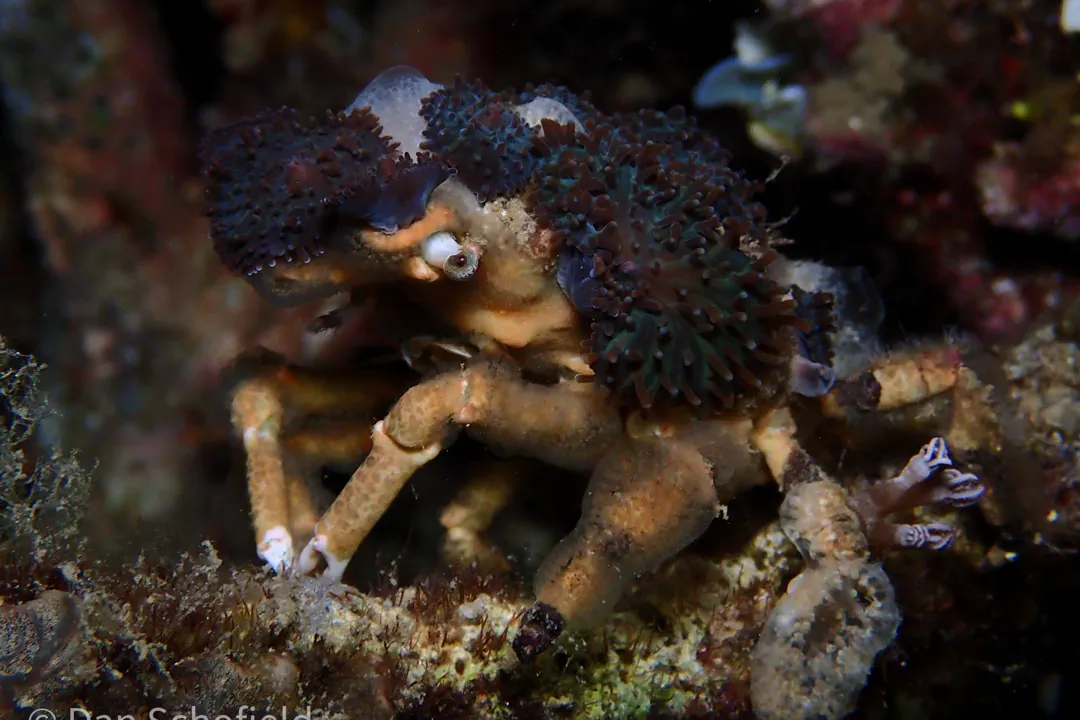 Corallimorph Decorator Crab