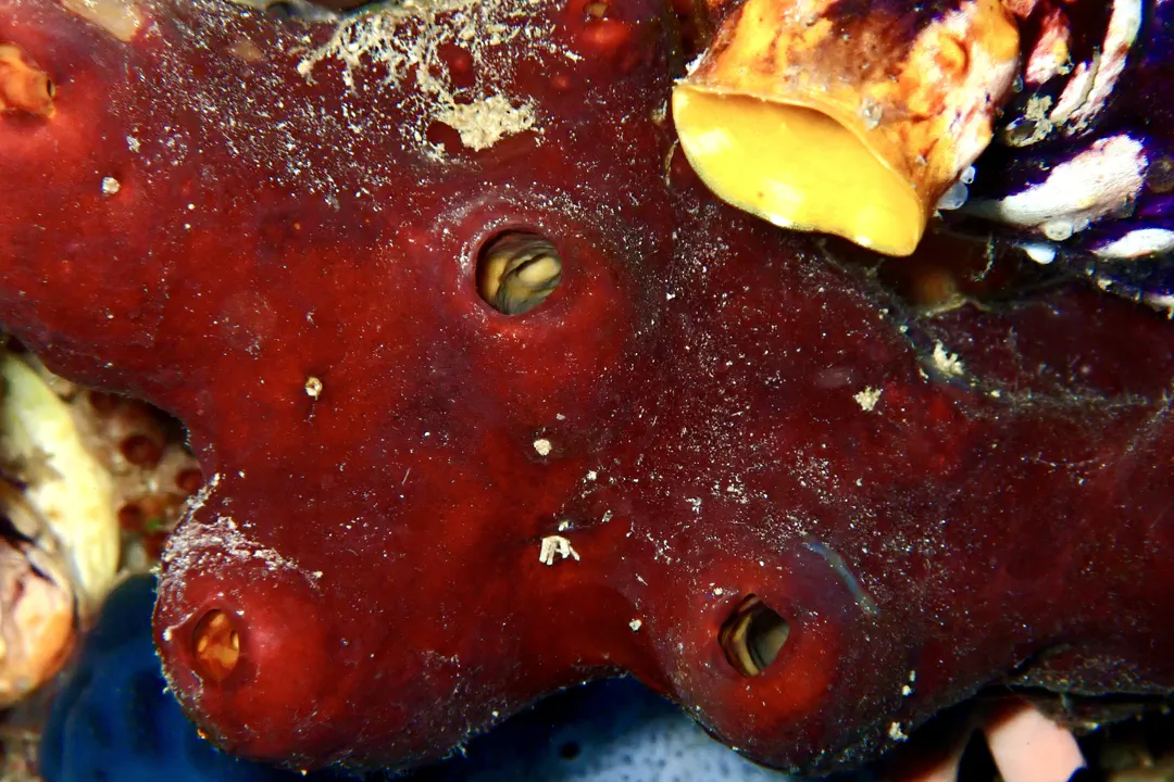 Swinhoe's Sponge