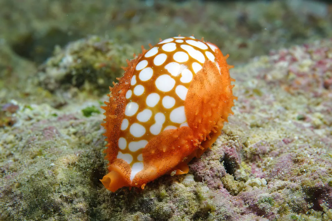 Sieve Cowry
