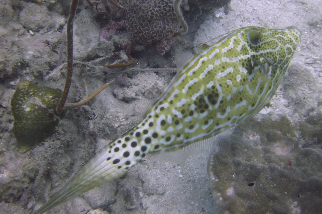 Scrawled Filefish (juvenile) (Aluterus scriptus)