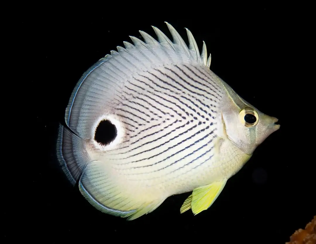 Seabook: Four-eyed Butterflyfish (juvenile)